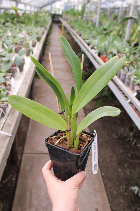 Laelia tenebrosa 'Fumacina Fujita' x Laelia tenebrosa extra XXX.jpg