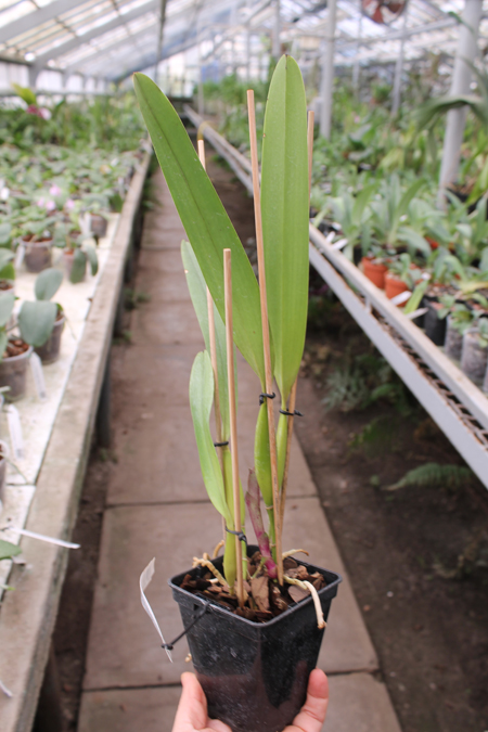 Laelia tenebrosa vinicolor x Laelia tenebrosa 'Richard'.jpg