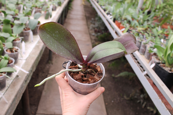 Phalaenopsis Penang x Phalaenopsis gigantea.jpg