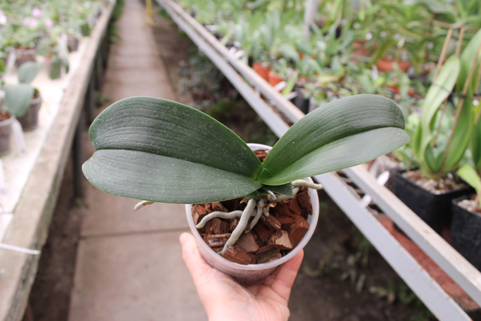 Phalaenopsis Haur Jih Princess 'Python'.jpg