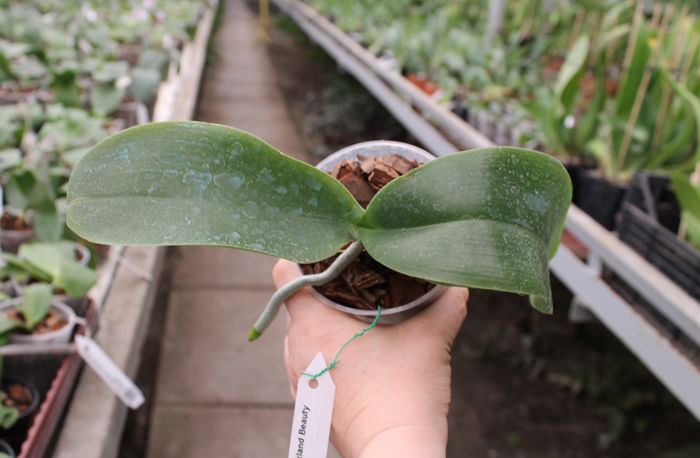 Phalaenopsis Joy Auckland Beauty.jpg