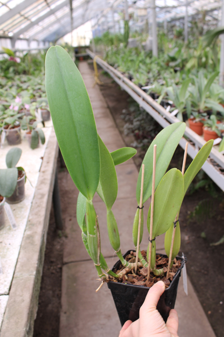 Cattleya trianae 'Junio' (12-8) x Cattleya trianae 'Sangre de Toro II' (25-8).jpg
