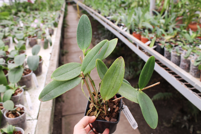 Cattleya amethystoglossa palha 'Gloriosa' x Cattleya amethystoglossa 'Palhina'.jpg
