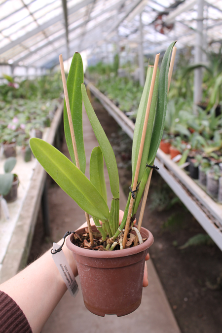 Cattleya quadricolor escura 'Sombrero' XXXX.jpg