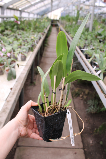 Cattleya mossiae alba 'Irene' x Cattleya mossiae alba 'Orosco'.jpg