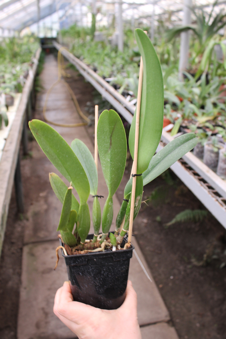 Cattleya percivaliana tipo XXX x Cattleya percivaliana 'Summit - Mutante'.jpg