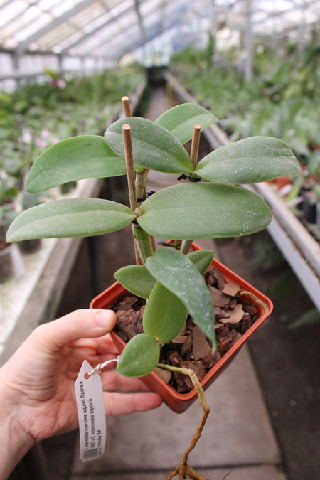 Cattleya intermedia coerulea aquini flamea 'AWZ' x Cattleya intermedia aquinii coerulea 'AP'.jpg