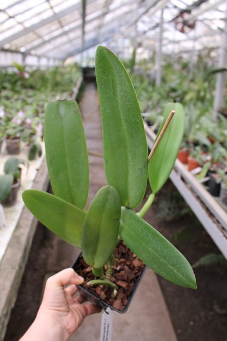 Cattleya warneri concolor 'HI' x Cattleya warneri venosa suave.jpg