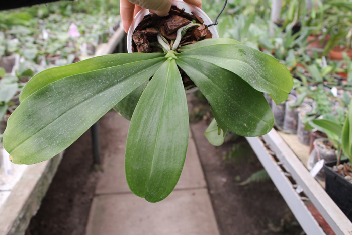 Phalaenopsis Gelblieber x Phalaenopsis venosa.jpg