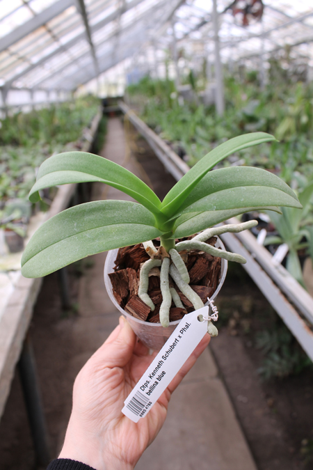 Doritaenopsis Kenneth Schubert x Phalaenopsis bellina blue.jpg