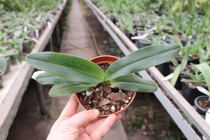 Paphiopedilum hangianum.jpg