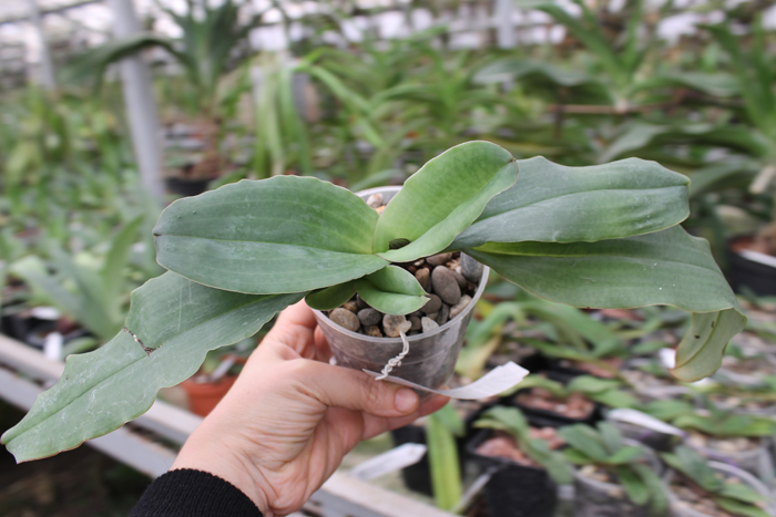 Paphiopedilum moquetteanum.jpg