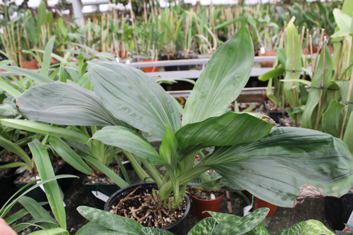 Calanthe ceciliae x triplicata.jpg