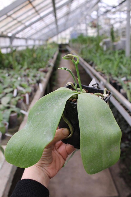 Phalaenopsis Jennifer Palermo x Phalaenopsis LD's Bear Queen.jpg