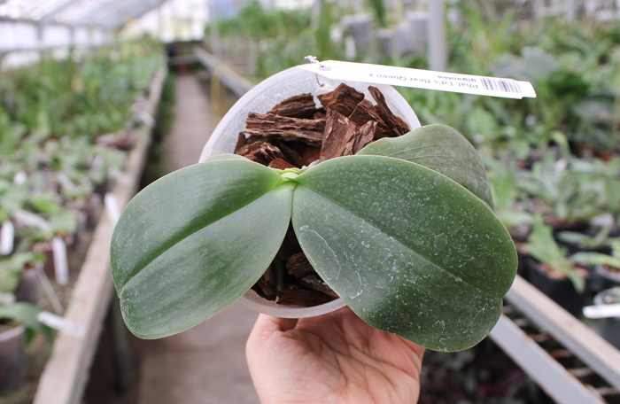 Phalaenopsis Ld's Bear Queen x gigantea.jpg