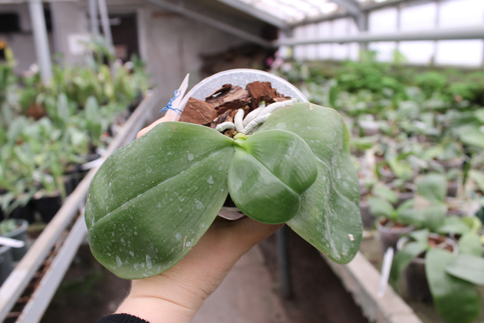 Phalaenopsis KS Happy Eagle.jpg