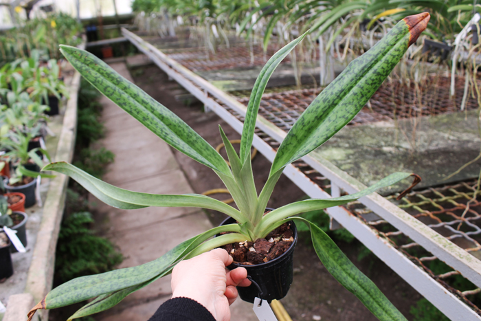 Paphiopedilum dayanum х kolopakingii.jpg