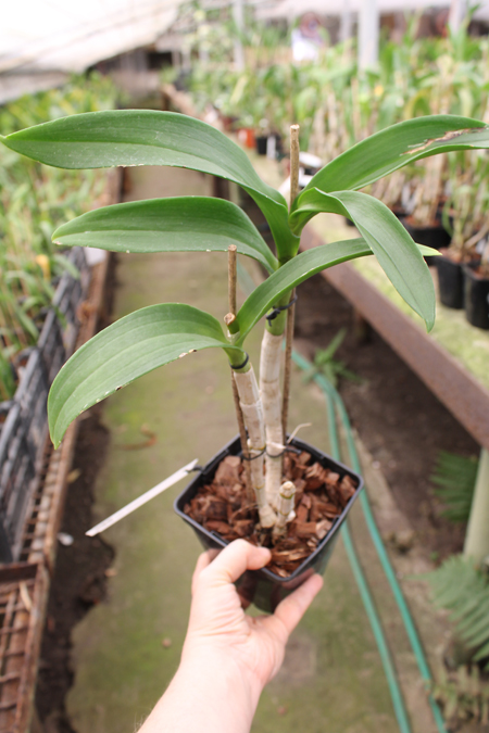 Dendrobium Doraemon.jpg