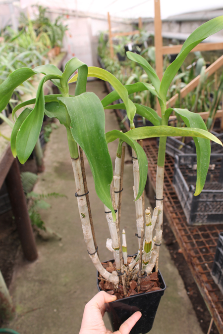 Dendrobium King Dragon x Supanburi White.jpg