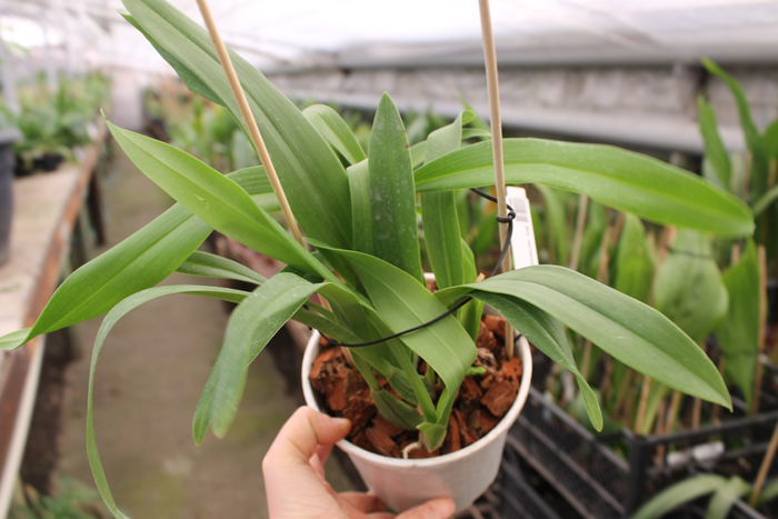 Brassia verrucosa.jpg