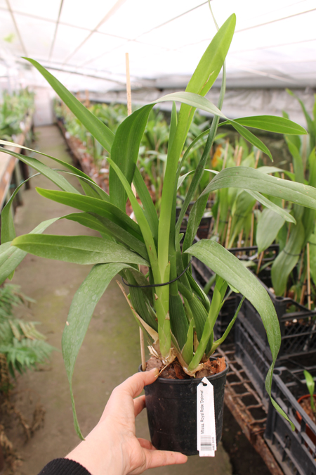 Miltassia Royal Robe 'Diplomat'.jpg