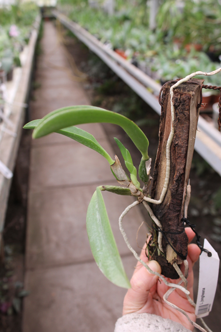 Laelia jongheana.jpg