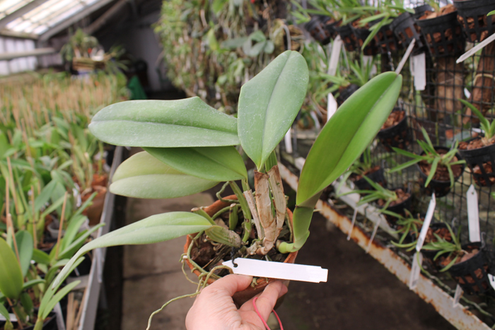 Cattleya labiata tipao 'Rodrigues' x Cattleya labiata tipo 'Cara Grande'.jpg