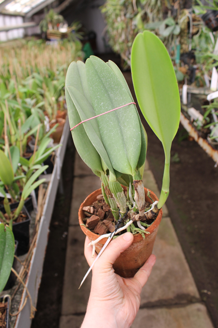 Cattleya labiata coerulensis.jpg