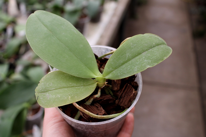 Phalaenopsis gigantea x Brother Ambo Passion.JPG