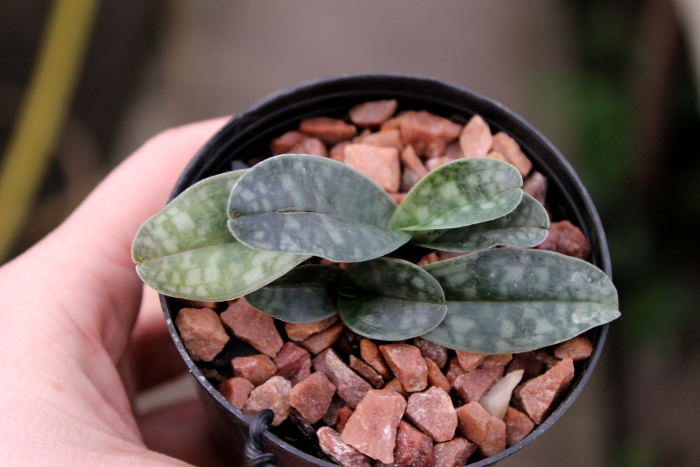 Paphiopedilum vietnamense.JPG