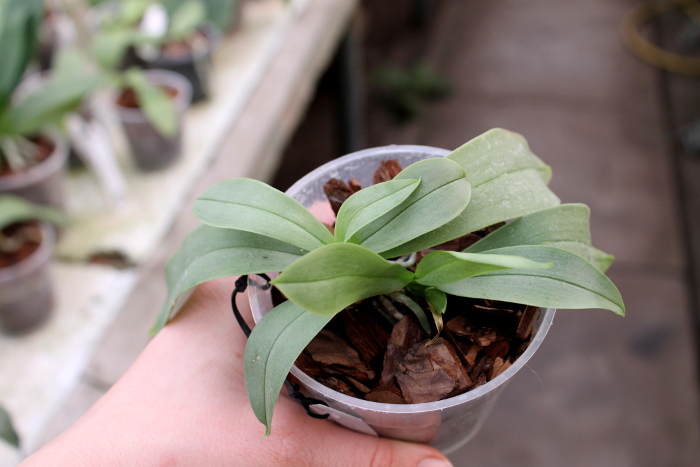 Phalaenopsis (Timothy Christopher x parishii) 'KF'.JPG