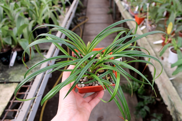 Phragmipedium pearcei.JPG