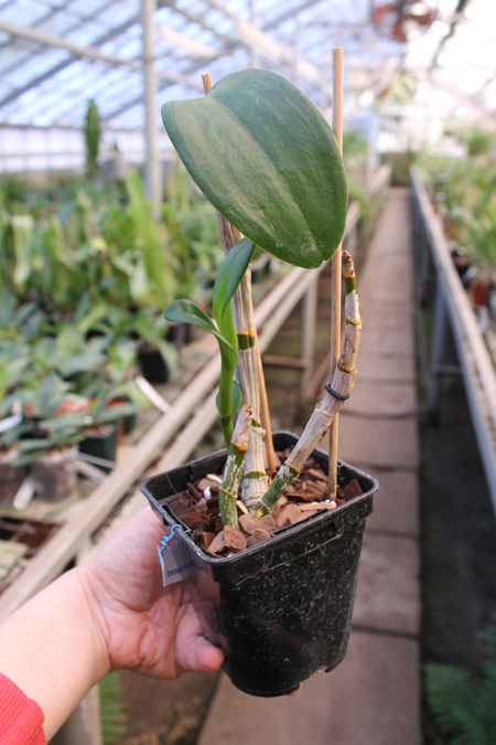 Dendrobium Burana Green Star.jpg