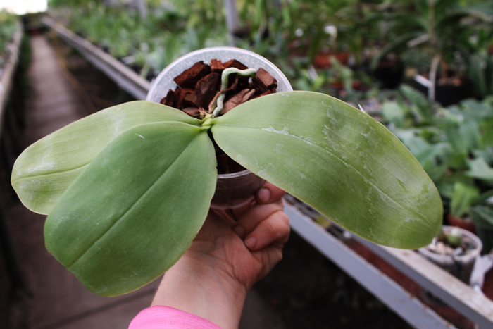 Phalaenopsis KS Happy Eagle x Ld's Bear Queen.jpg