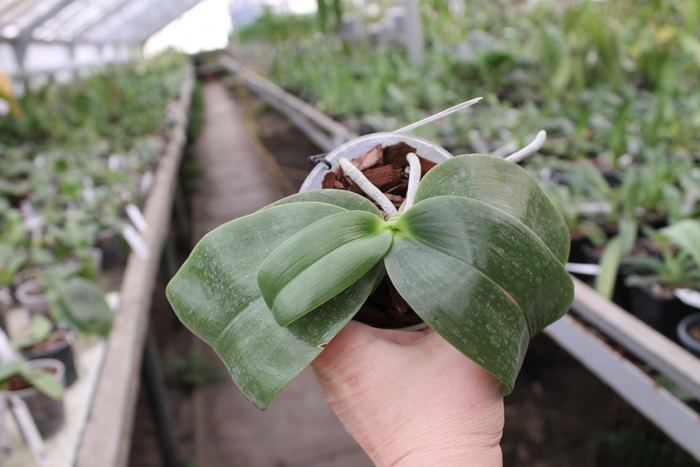 Phalaenopsis KS Happy Eagle 'LD' x Phalaenopsis bellina 'LD'.jpg