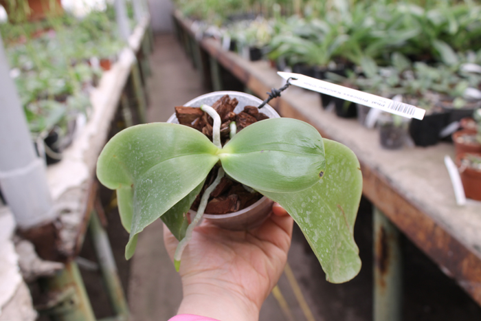 Phalaenopsis Princess Kaiulani 'Chin Yo'.jpg