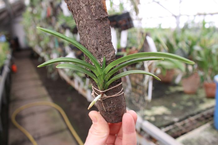 Neofinetia falcata.jpg