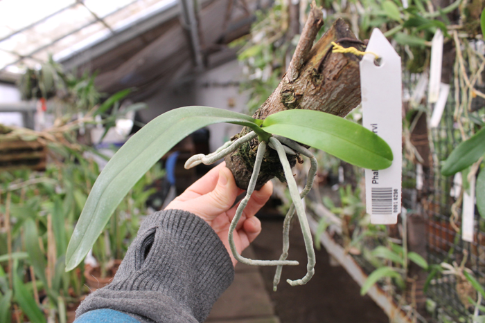 Phalaenopsis cornu-cervi.jpg