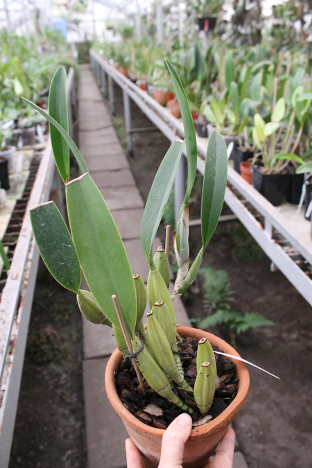 Laelia anceps Dawsonii f Chiapensis.jpg