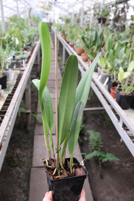 Laelia purpurata 'Three Lip'.jpg