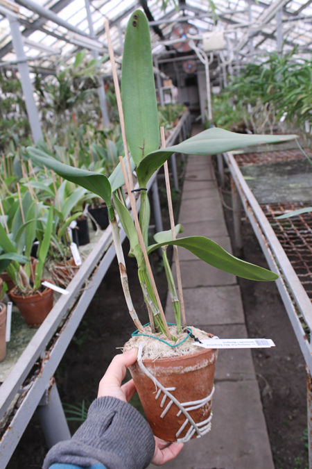 Laeliocattleya Hsinying Pub 'Albo Sanguinea' (purpurata x Batagesi).jpg