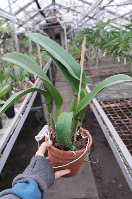Laeliocattleya Orglade's Grand 'Yu Chang Beauty' (Mildred Rives x Persepolis).jpg