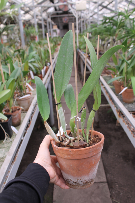 Laeliocattleya Supersonic 'Striking Lip'.jpg