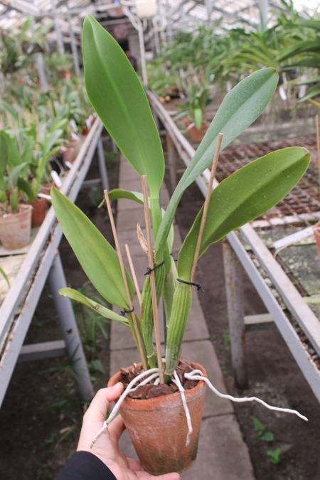 Potinara Perfect Choice 'Purple Lady'.jpg