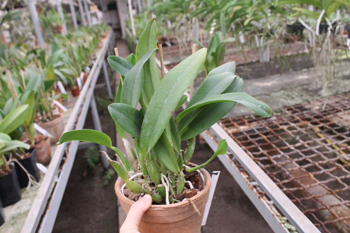 Laeliocattleya Shirayukihime 'M' (Tokyo Magic x Mildred Rives).jpg