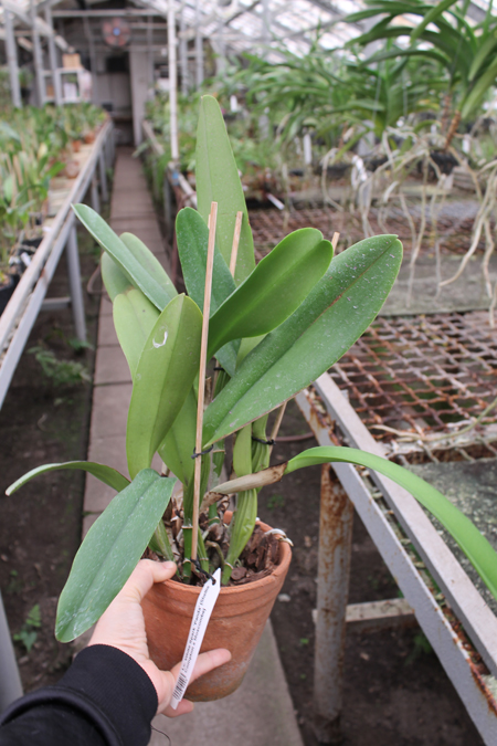 Laeliocattleya White Spark 'Panda' (Shellie Compton x Moscombe).jpg