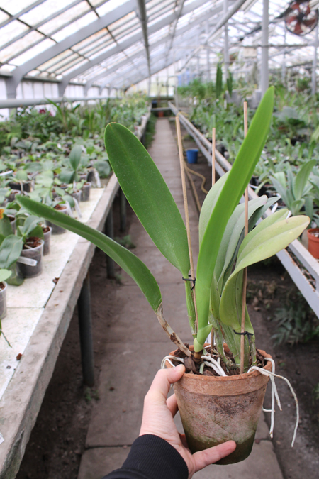 Brassolaeliocattleya Chyong Guu Swan.jpg