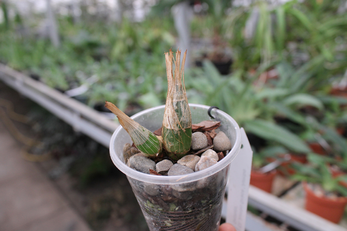 Clowesia Jumbo Grace 'Jumbo Orchids'.jpg