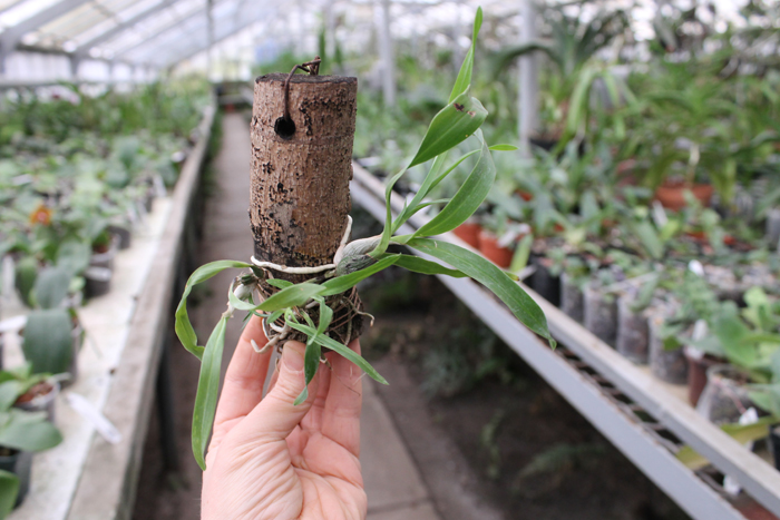 Encyclia mariae x citrina.jpg