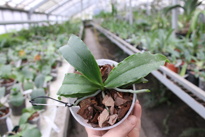 Phalaenopsis tetraspis x lueddemanniana.jpg